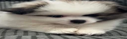 Pomeranian dogs for sale: Tiny Teddy Pomeranian Puppies for sale  - Advert 26