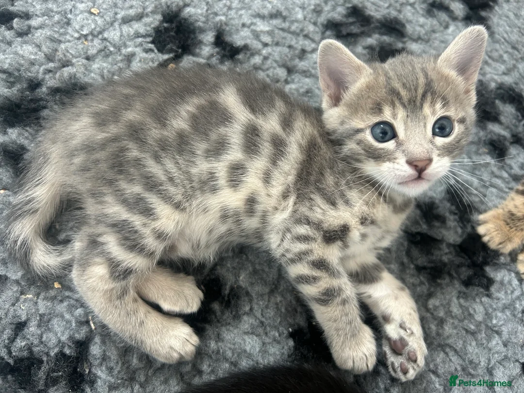 Bengal cats for sale: Beautiful Litter of Bengal Kittens - TICA Reg - Advert 10