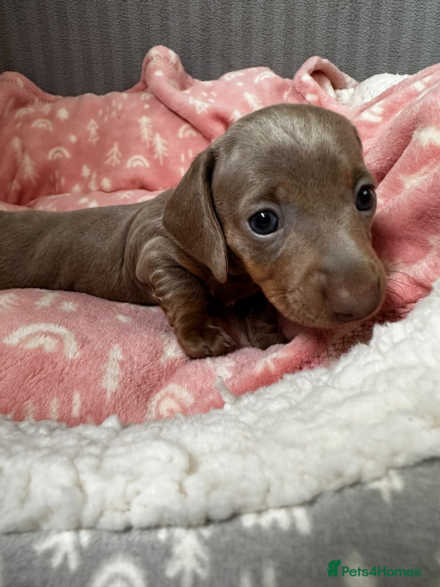 Miniature Dachshund dogs 5 Isabella and Tan puppies ready to go 10th July - Advert 1
