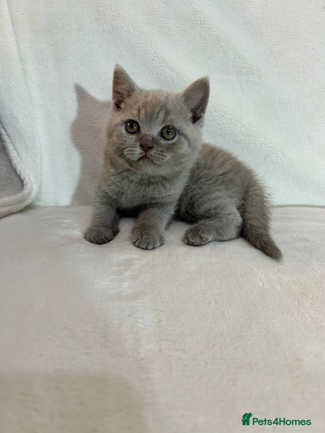 British Shorthair cats for sale: Stunning British Shorthair Lilac are available  - Advert 6