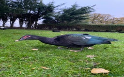 Ducks poultry for sale: Muscovy Ducks Available - Male & Female - Image 8