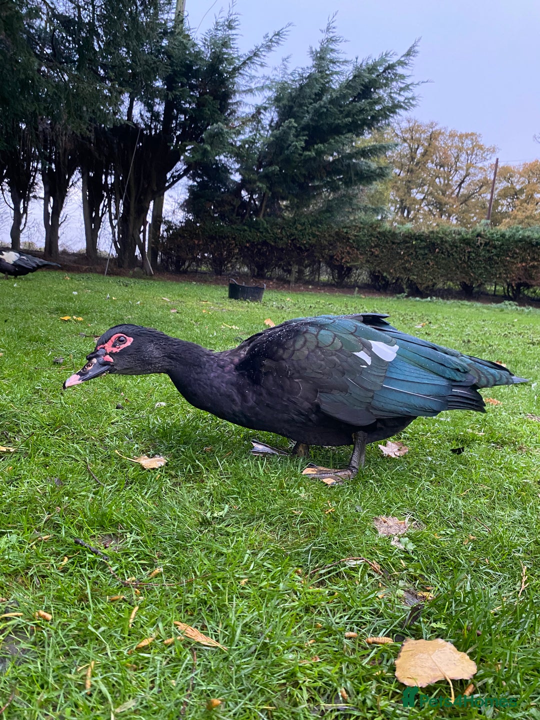 Ducks poultry for sale: Muscovy Ducks Available - Male & Female - Image 8