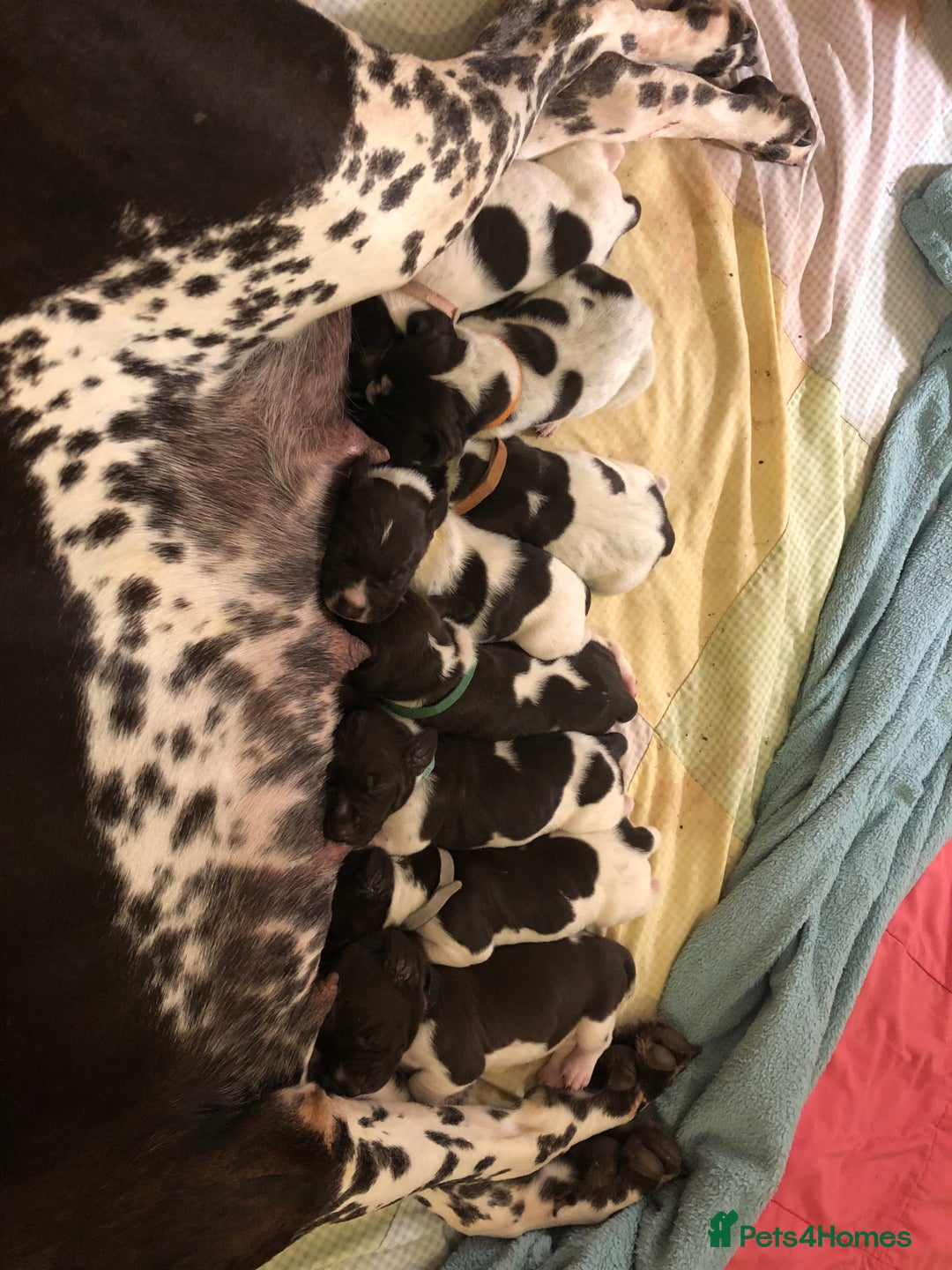 German Shorthaired Pointer dogs for sale: ALL RESERVED  - Advert 11