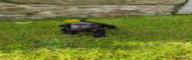 Cocker Spaniel (Red)