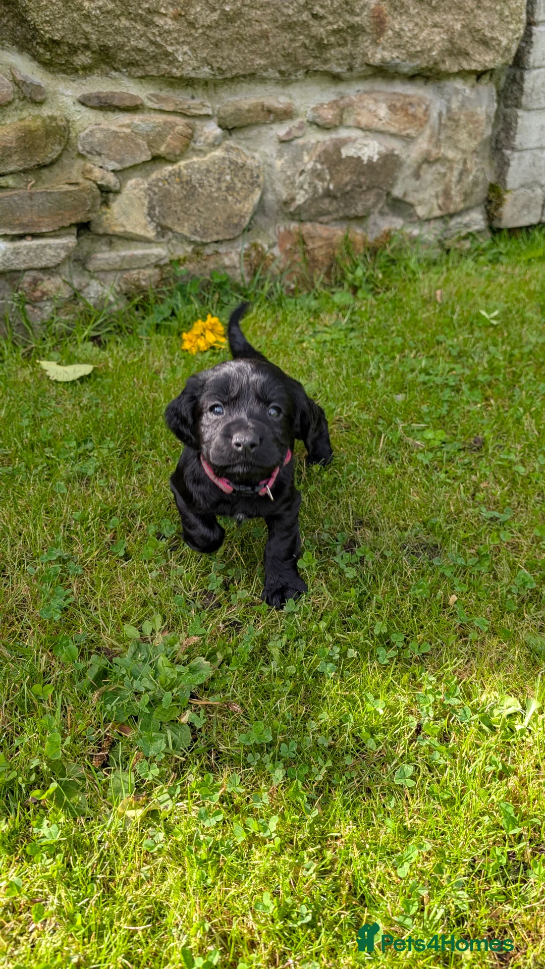 Cocker Spaniel dogs for sale: Puppies - Working Cocker Spaniels - Advert 2