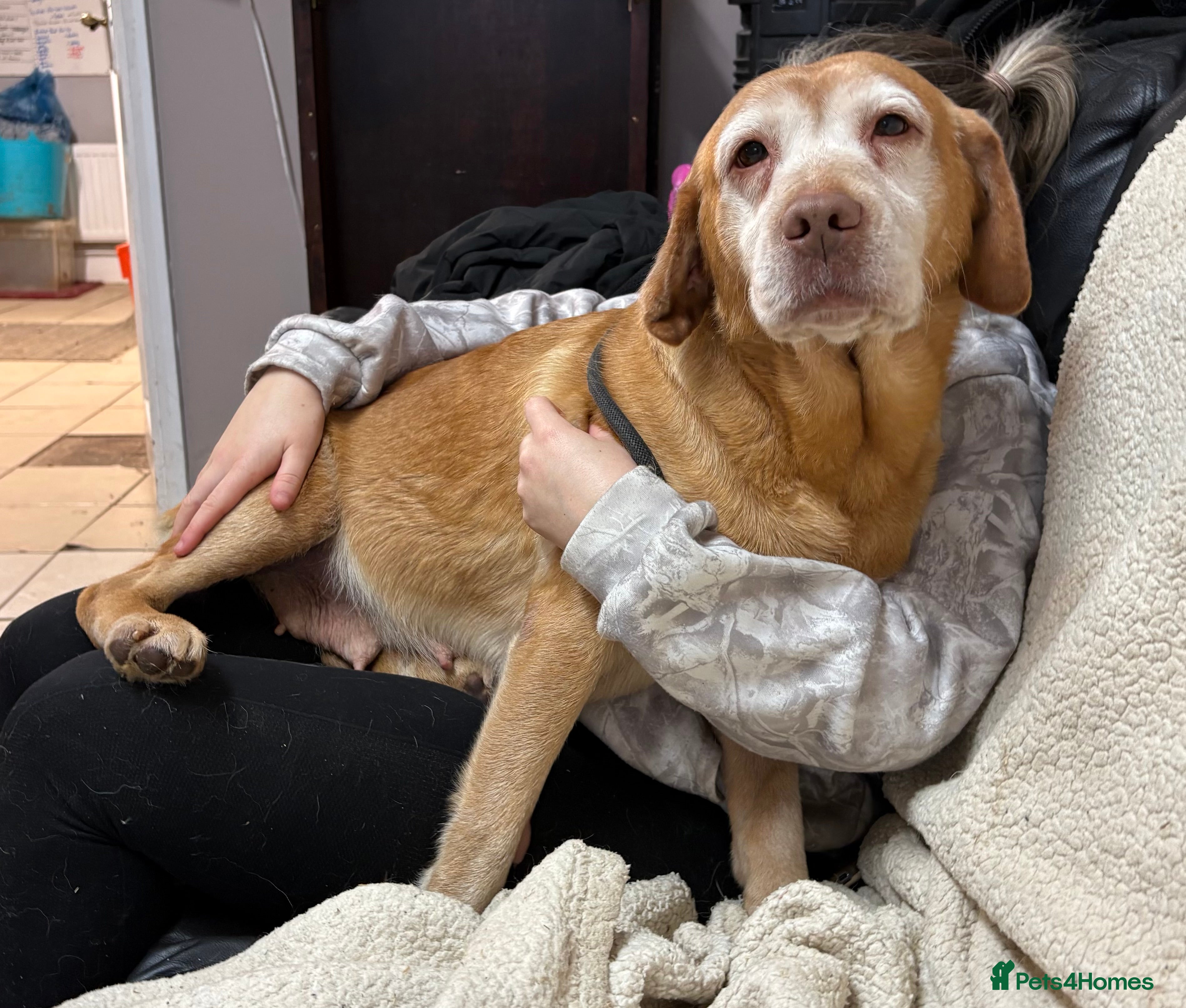 Labrador Retriever dogs 6 Year Old Female Labrador  - Advert 5