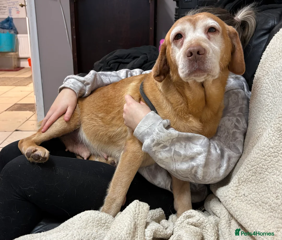 Labrador Retriever dogs for sale: 6 Year Old Female Labrador  - Advert 1