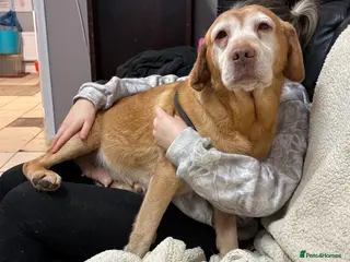 Labrador Retriever dogs 6 Year Old Female Labrador - Advert 4