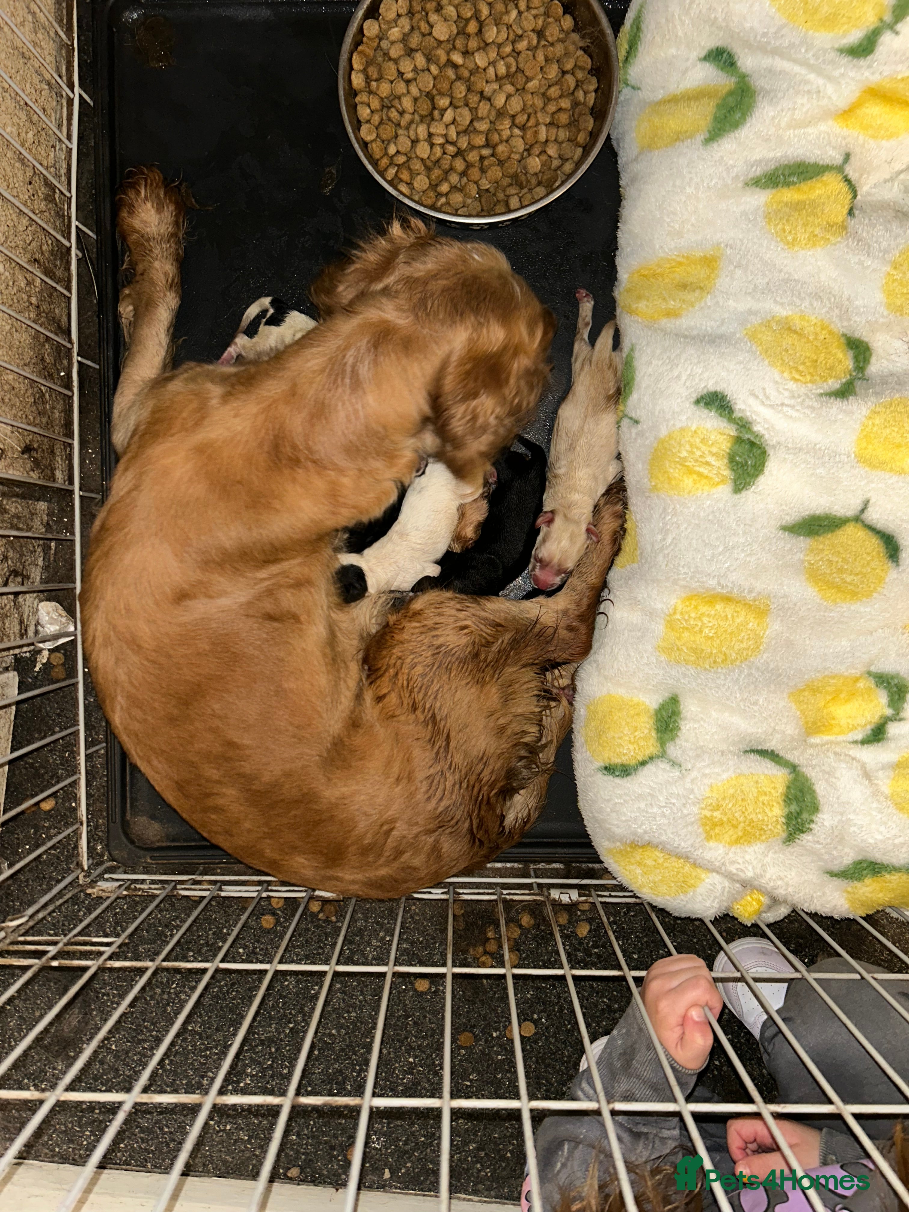 Cocker Spaniel dogs Cocker Spaniel Puppies  - Advert 1