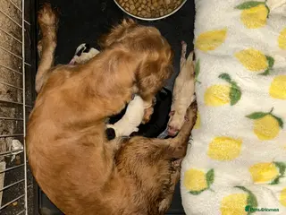 Cocker Spaniel dogs Cocker Spaniel Puppies - Advert 1