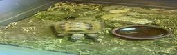 Tortoise reptiles for sale: 2 x Tortoise and enclosures - Advert 2
