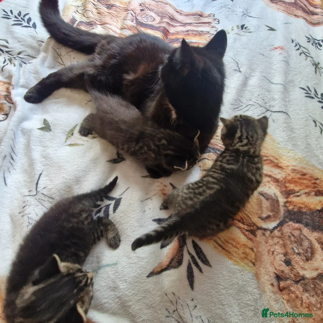 British Shorthair cats for sale: Stunning kittens ready soon  - Advert 9