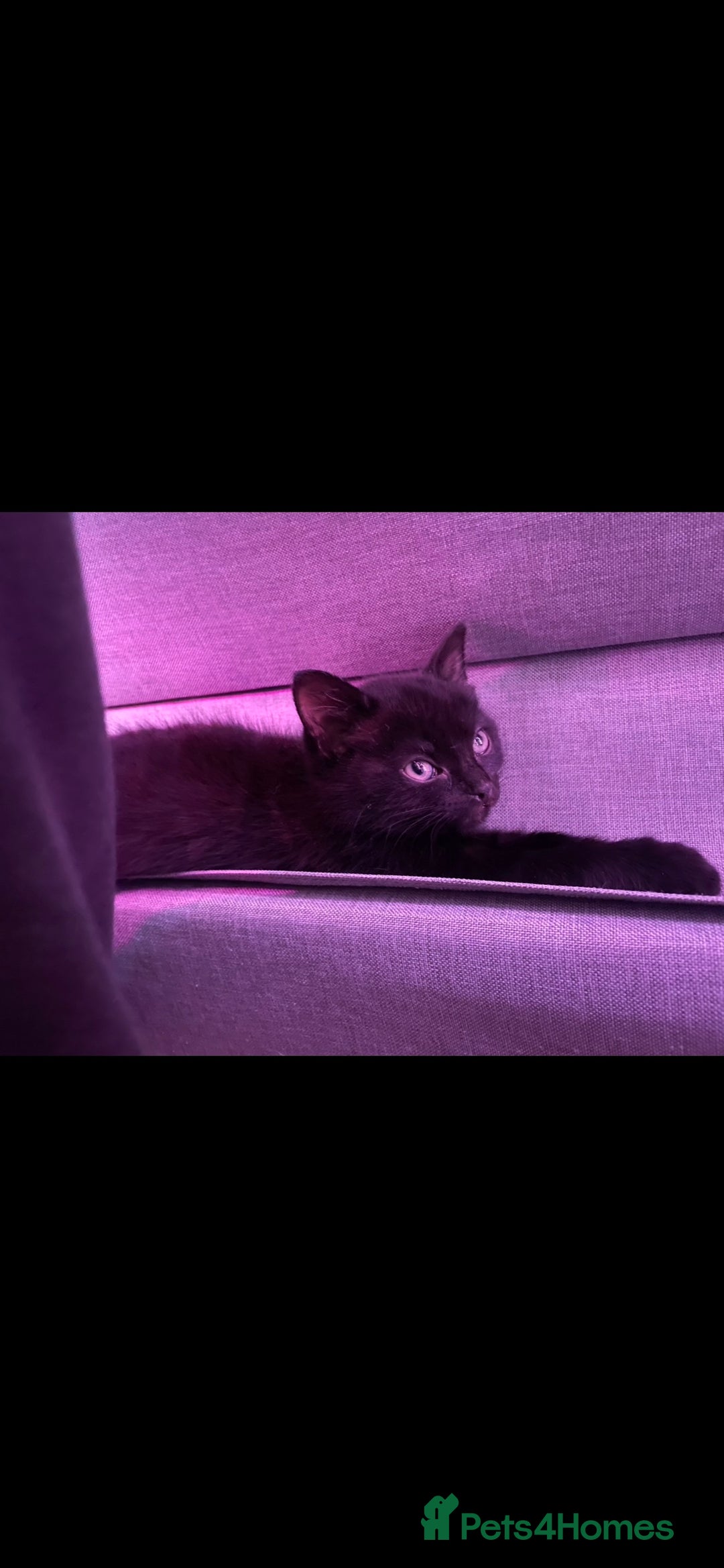 Mixed Breed cats for sale: 4 lovely male kittens - Advert 7