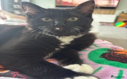 Ragdoll cats for sale: Kitten for sale - Advert 4