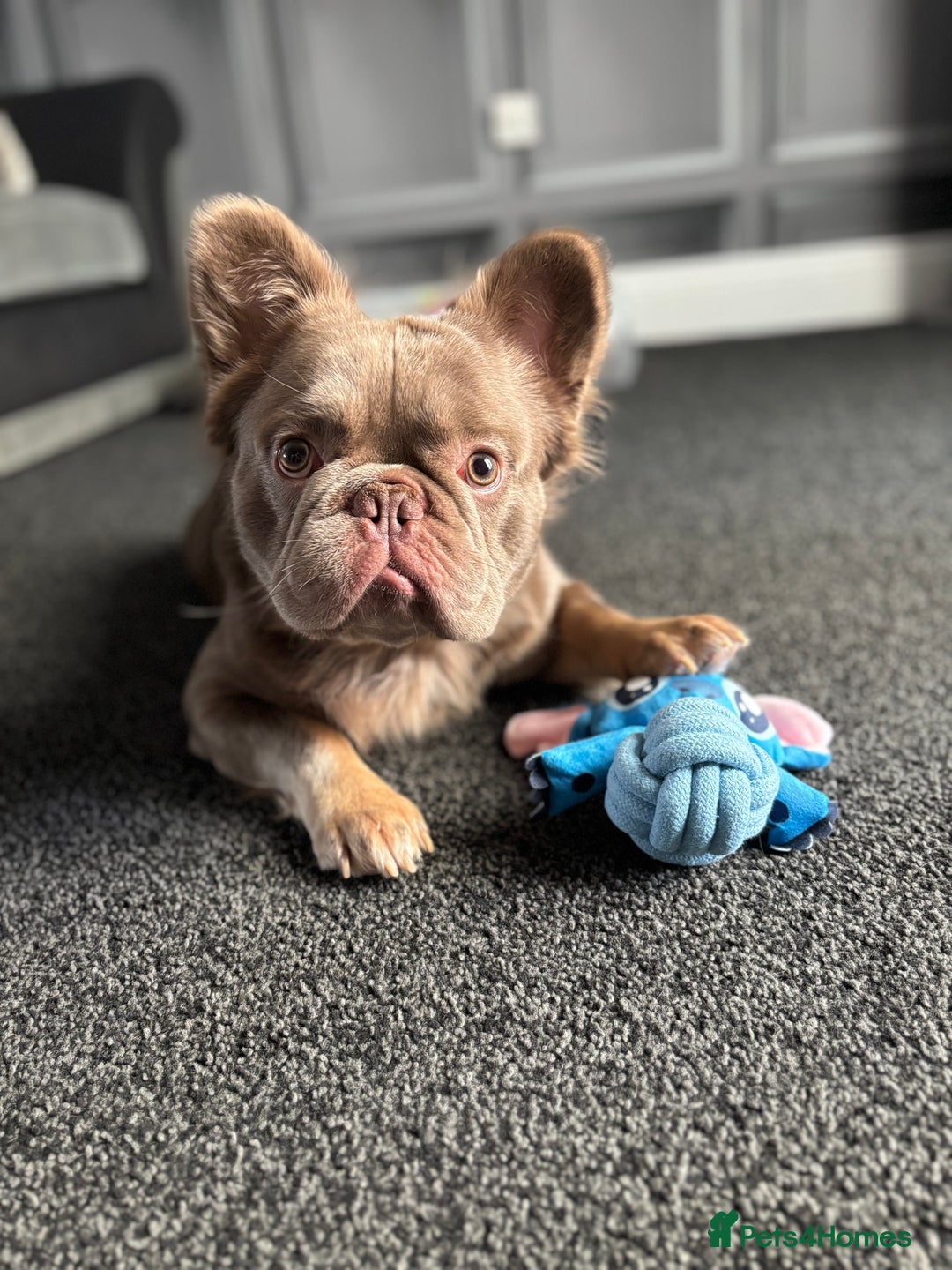 French Bulldog dogs for sale: Male fluffy french bulldog - Image 8
