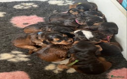 Cockapoo dogs for sale: Melt your heart ❤️ F1 Cockapoos - Image 4