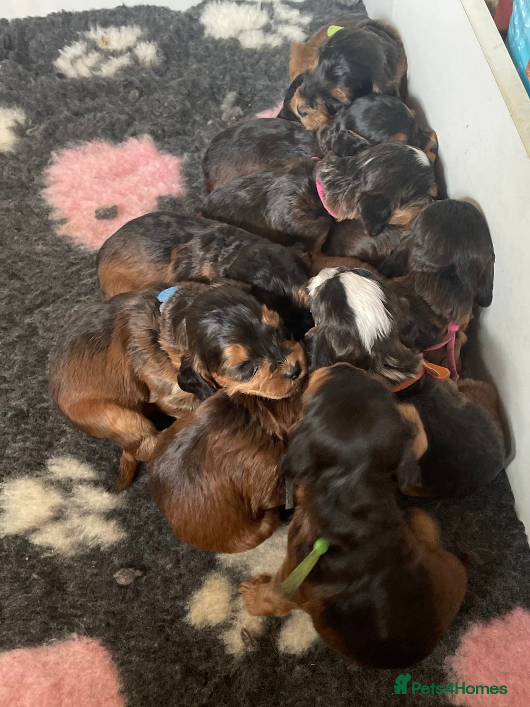 Cockapoo dogs for sale: Melt your heart ❤️ F1 Cockapoos - Image 4