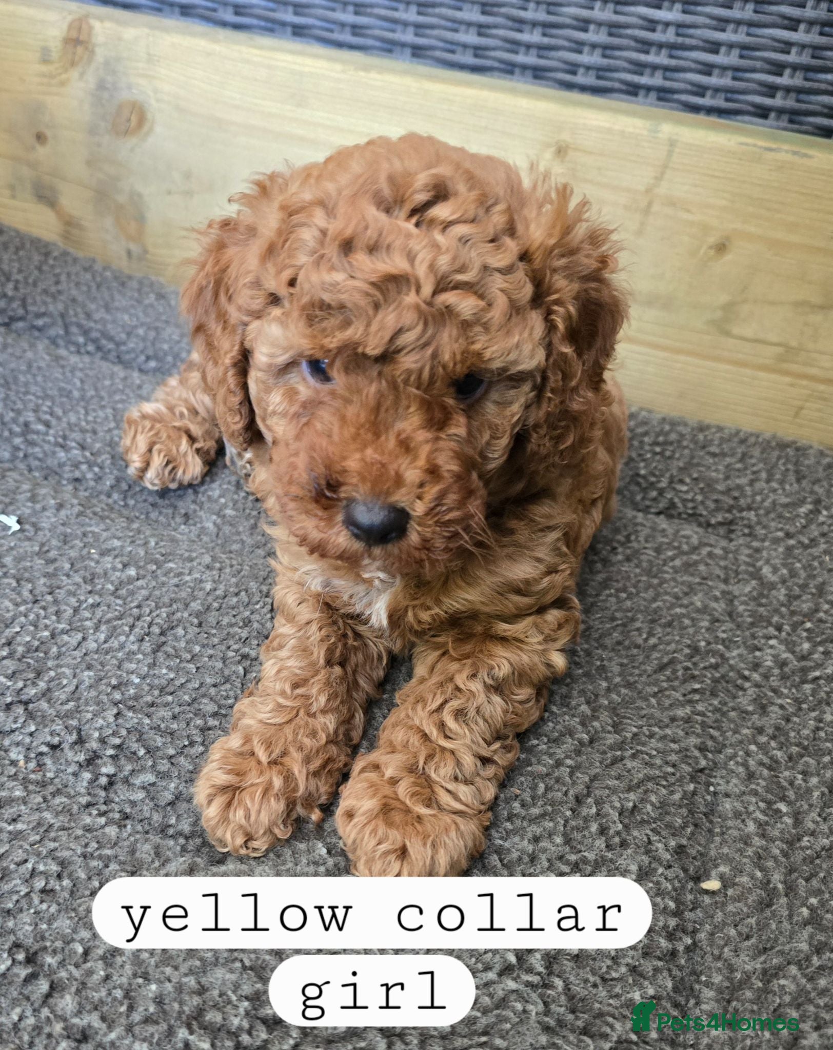 Toy Poodle dogs 4 Beautiful toy poddles - Advert 16