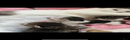 Domestic Shorthair cats for adoption: Adorable Kittens Looking for Their Forever Homes  - Advert 9