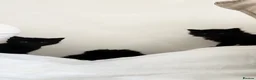 Norwegian Forest Cat cats for sale: 🐾 Loving Fluffy Kittens for New Homes - Advert 7
