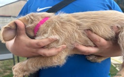 Mixed Breed dogs for sale: Jackapoo spaniel cross - hound puppies  - Image 9