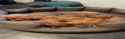 Labrador Retriever dogs for sale: Fox Red KC Registered Labrador Puppies for sale in Blaenau Ffestiniog - Advert 22