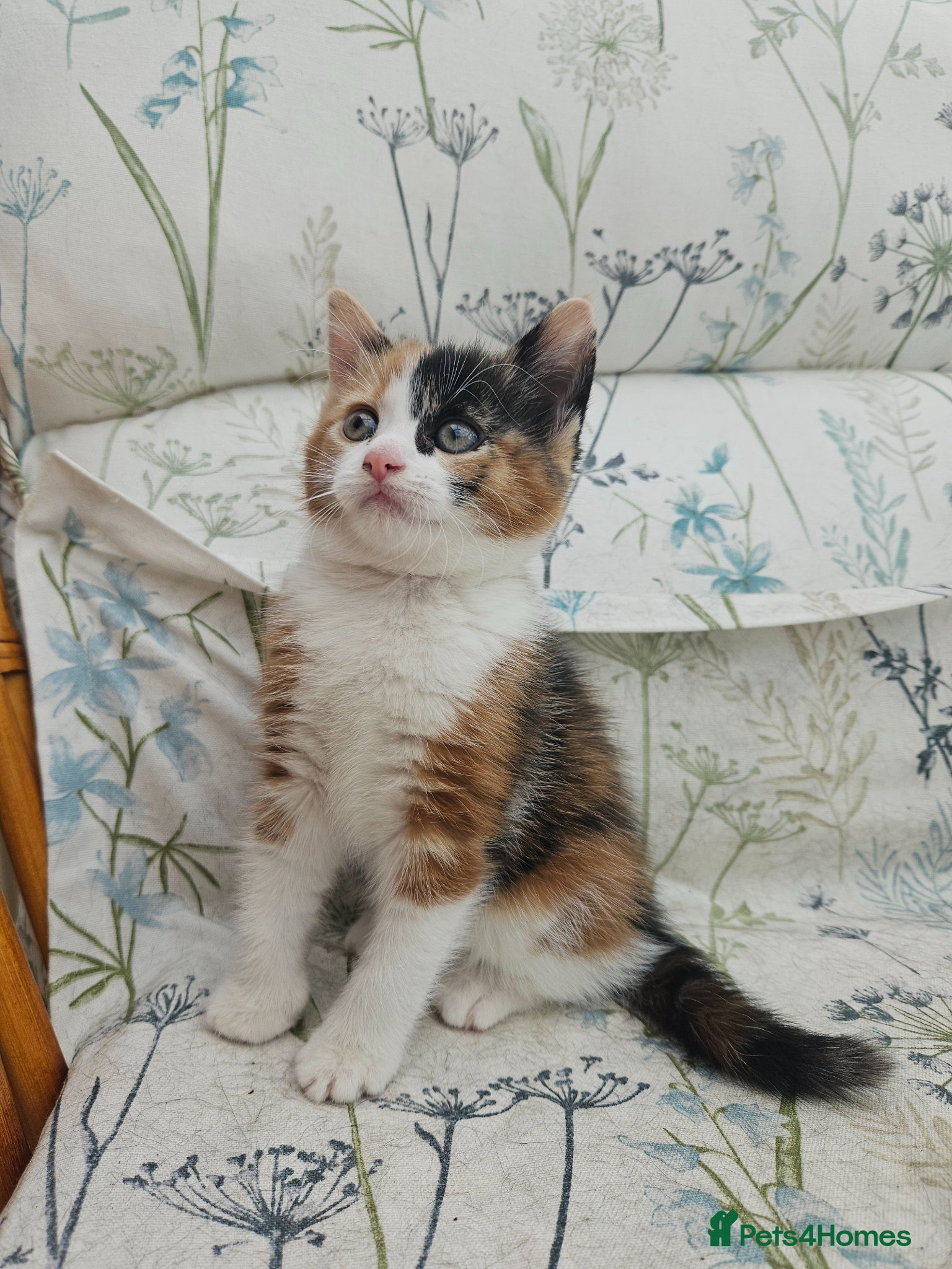 Mixed Breed cats Cute Calico Girl Kitten 8 Weeks Playful Friendly  - Advert 1