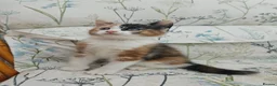 Mixed Breed cats for sale: Cute Calico Girl Kitten 8 Weeks Playful Friendly  - Advert 1