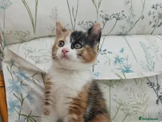 Mixed Breed cats Cute Calico Girl Kitten 8 Weeks Playful Friendly - Advert 1
