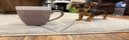 Chihuahua dogs for sale: Beautiful little Chihuahua Puppy 8 weeks old  - Advert 3