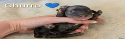 Miniature Dachshund dogs for sale: 🏆 Russian Champion lines + longhaired mini daxies - Advert 6