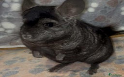 Chinchilla rodents for sale: X2 Stunning Dark Ebony Chinchillas £200 each - Image 4