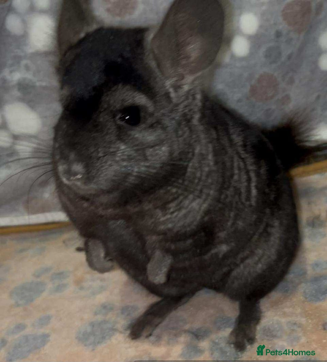 Chinchilla rodents for sale: X2 Stunning Dark Ebony Chinchillas £200 each - Image 4
