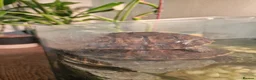 Turtle reptiles for sale: Two very happy turtle in Oxford - Advert 4