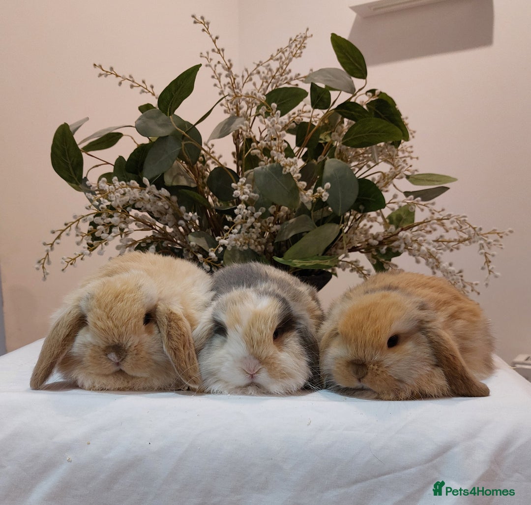 Mini Lop rabbits for sale: Stunning Mini Lop Baby Rabbits - Advert 1
