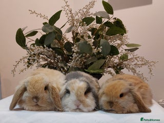 Mini Lop rabbits Stunning Mini Lop Baby Rabbits - Advert 4