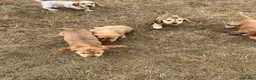 Cocker Spaniel dogs for sale: KC HEALTH TESTED show type cocker ⭐️  in Llanybydder - Advert 10