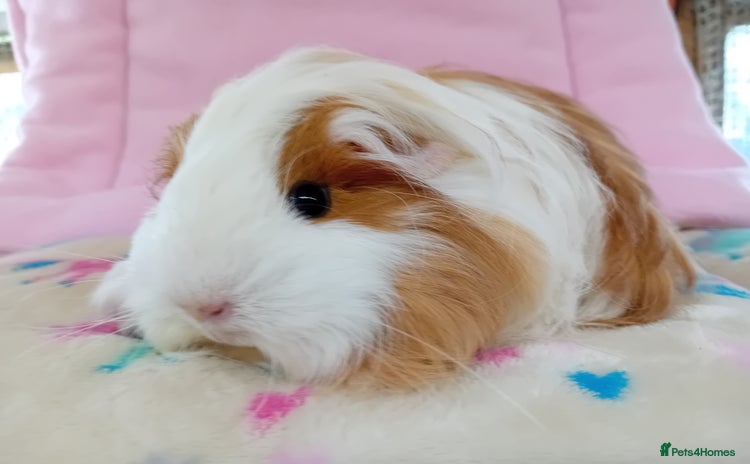 Guinea Pig rodents - Advert 1