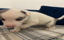 Siberian Husky dogs for sale: Husky cross pups! LAST BOY! - Image 6