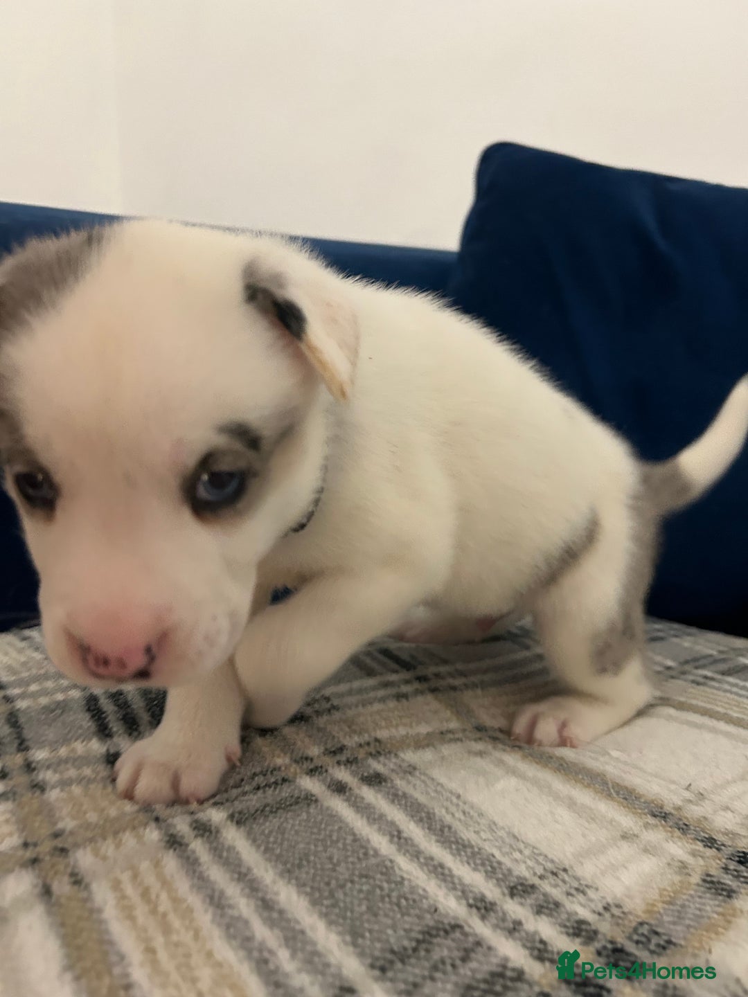 Siberian Husky dogs for sale: Husky cross pups! LAST BOY! - Image 6