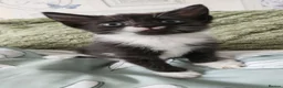Mixed Breed cats for sale: Beautiful kittens  - Advert 5