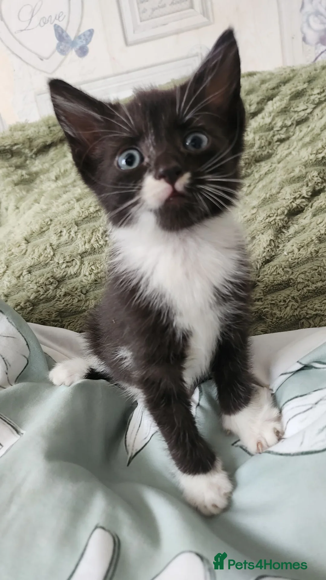Mixed Breed cats for sale: Beautiful kittens  - Advert 5