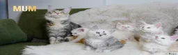 Maine Coon cats for sale: Rare Silver Shaded TICA Maine Coon Kittens in Canvey Island - Advert 16