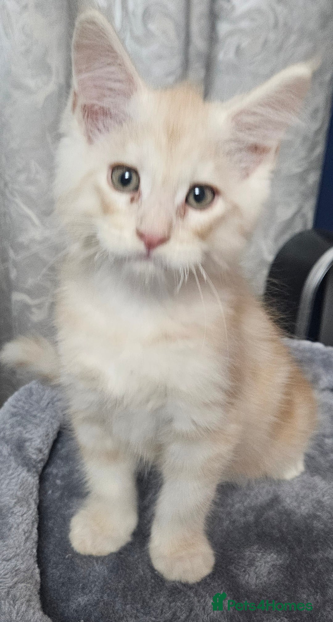 Maine Coon cats for sale: STUNNING XL MAIN COONS  - Advert 5