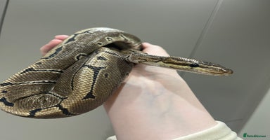 Mixed Breed reptiles - Advert 8