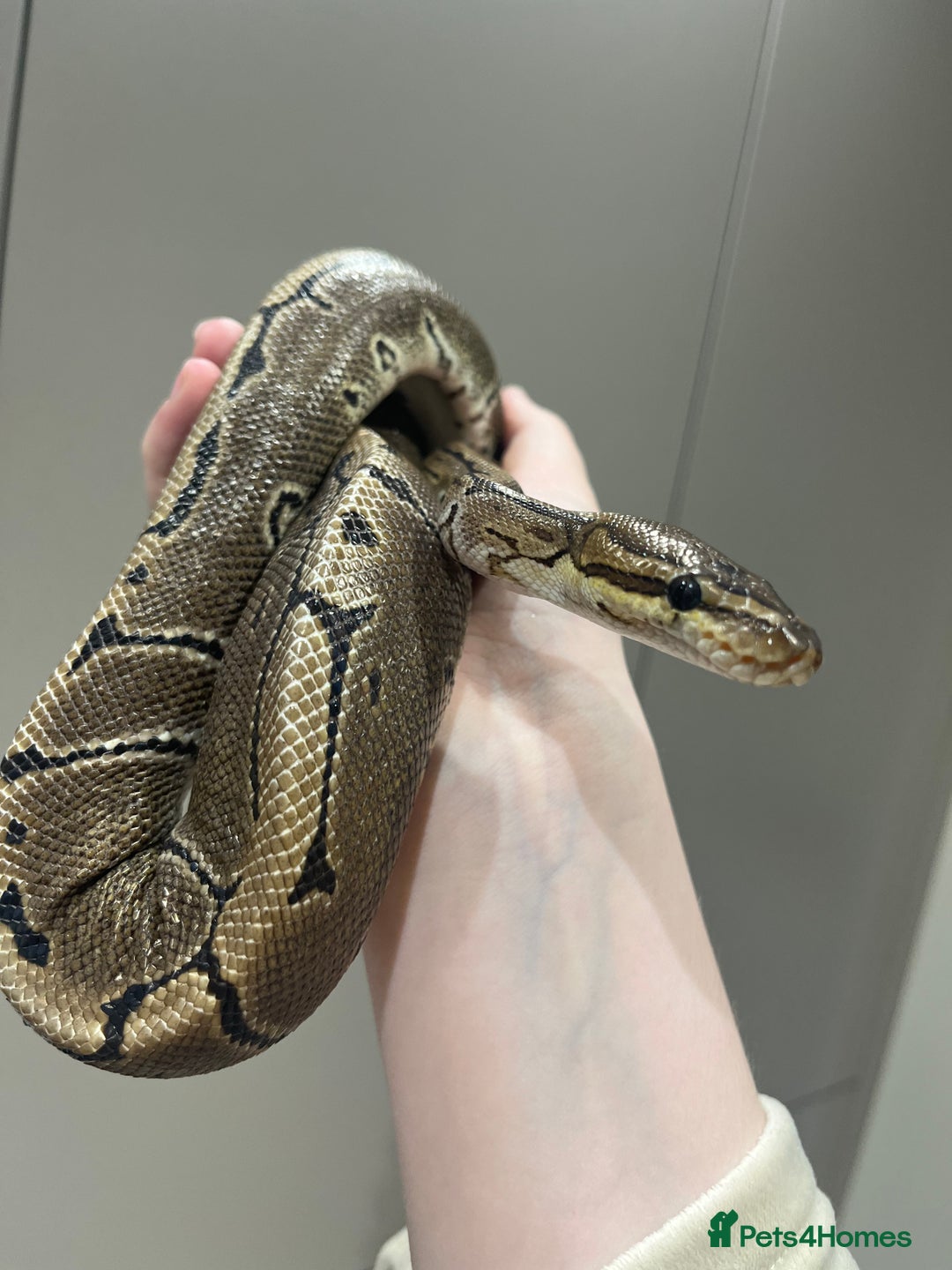 Mixed Breed reptiles for sale: Lots of reptiles for rehome! - Image 2