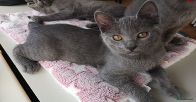 Chartreux cats - Advert 6