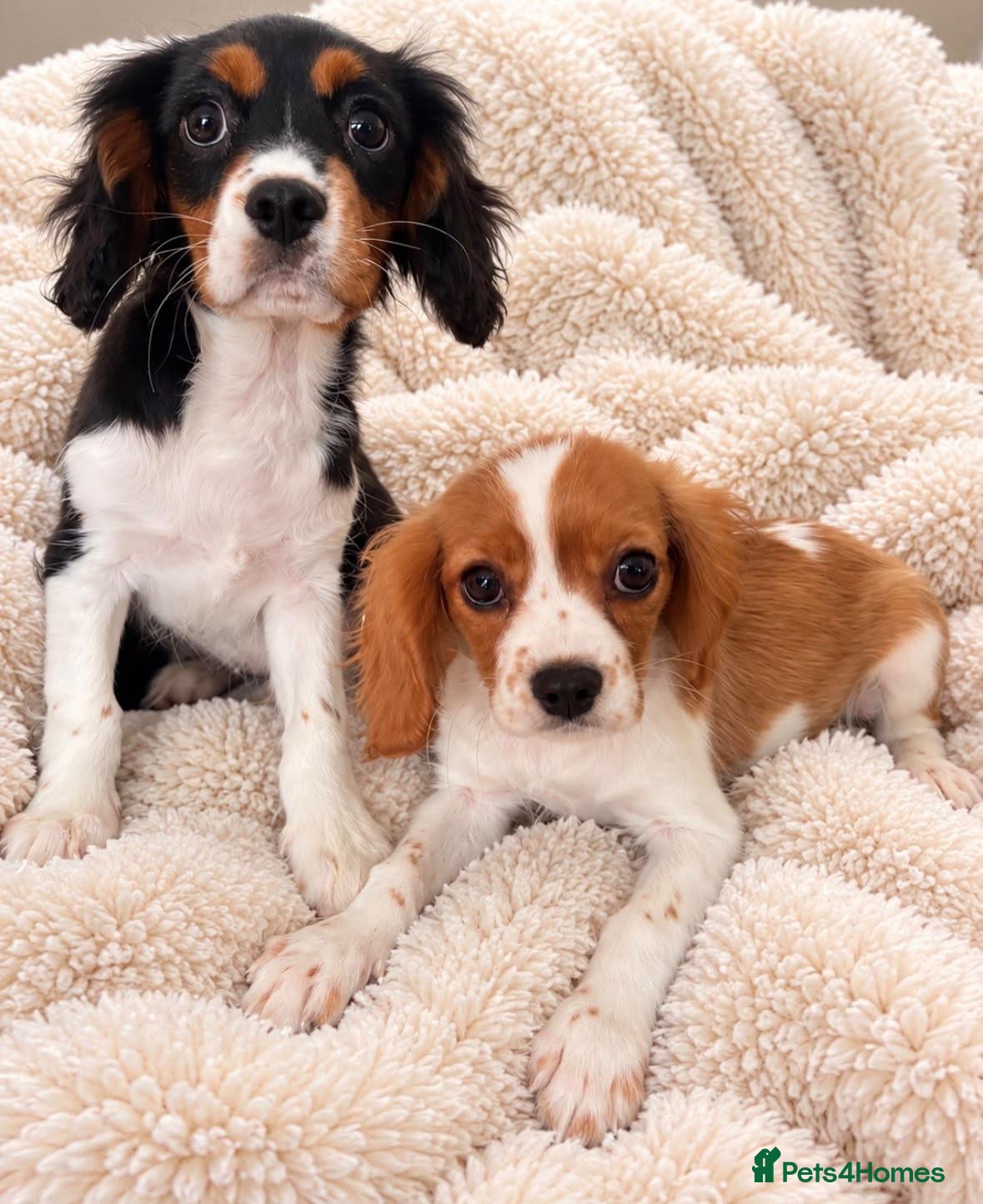 Cavalier King Charles Spaniel dogs Beautiful litter of cuteness - Advert 2