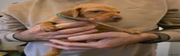 Hungarian Vizsla dogs for sale: Hungarian Vizsla Puppies  - Advert 7