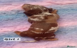 Miniature Dachshund dogs for sale: Miniature Daschund Puppies - Image 2